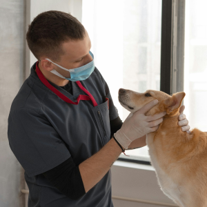 Vet with Doggy