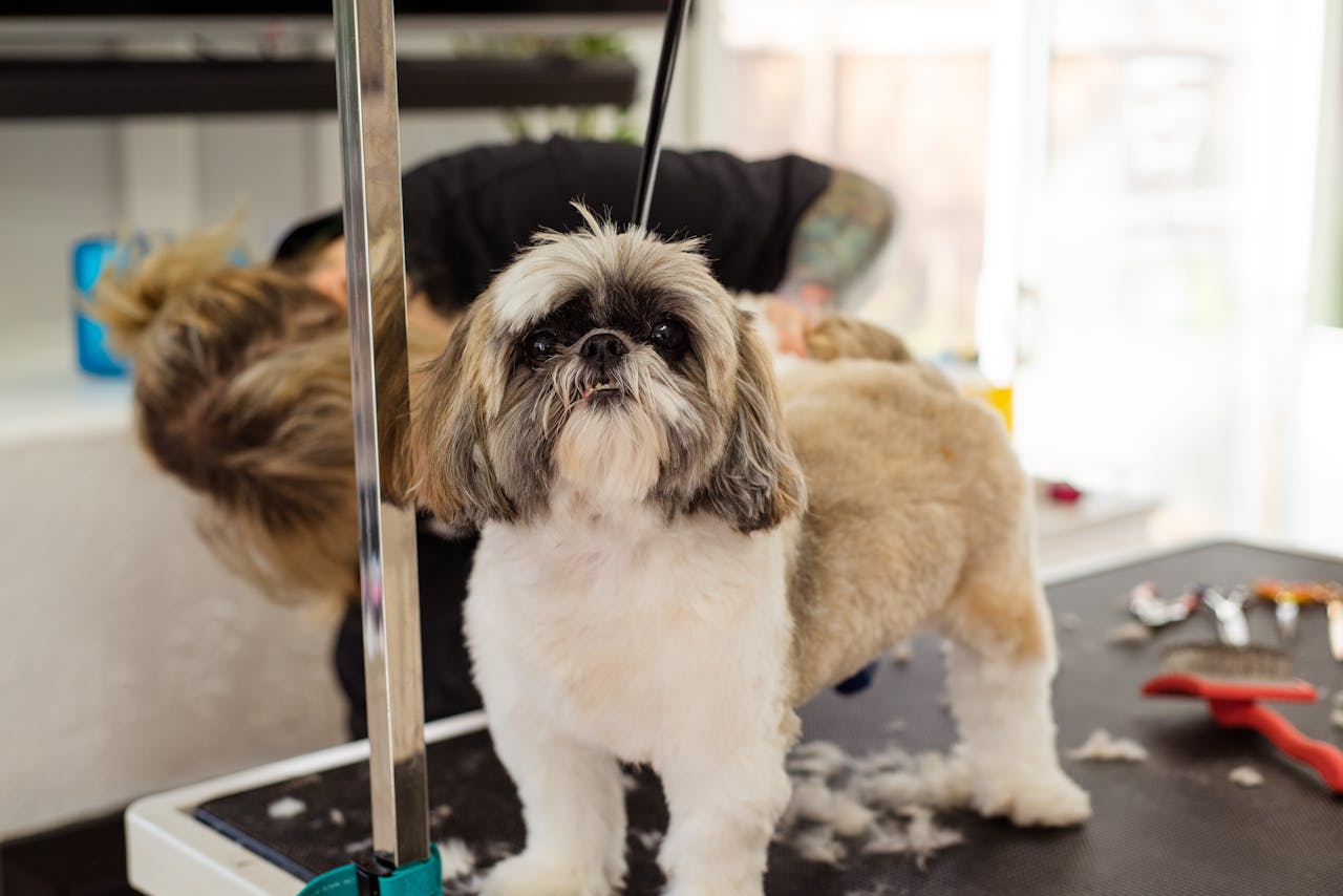 Pet Insurance - Dog Grooming