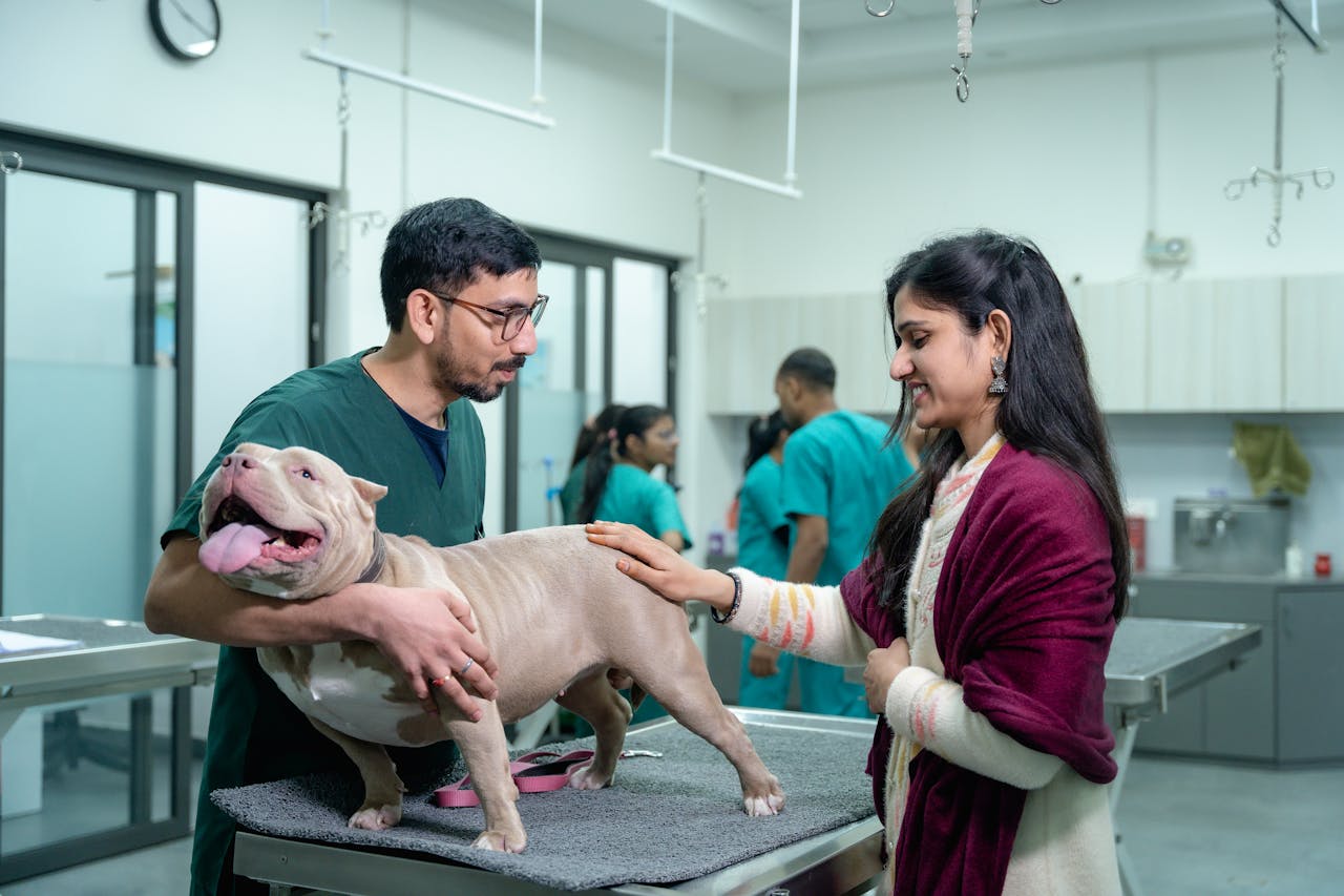 Pet Insurance Just For Dogs