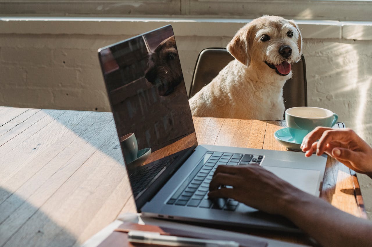 Pet Insurance Complain