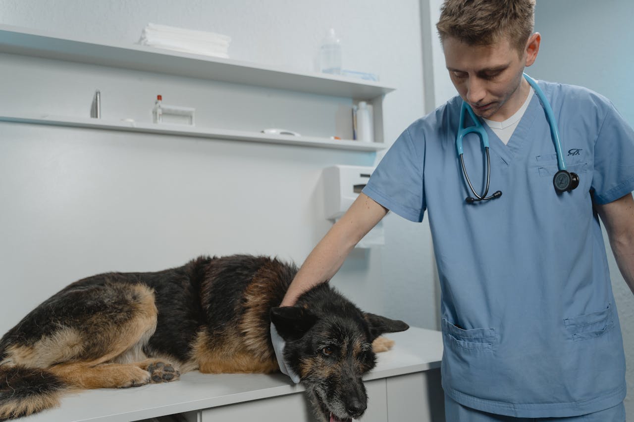 Dog in Hospital